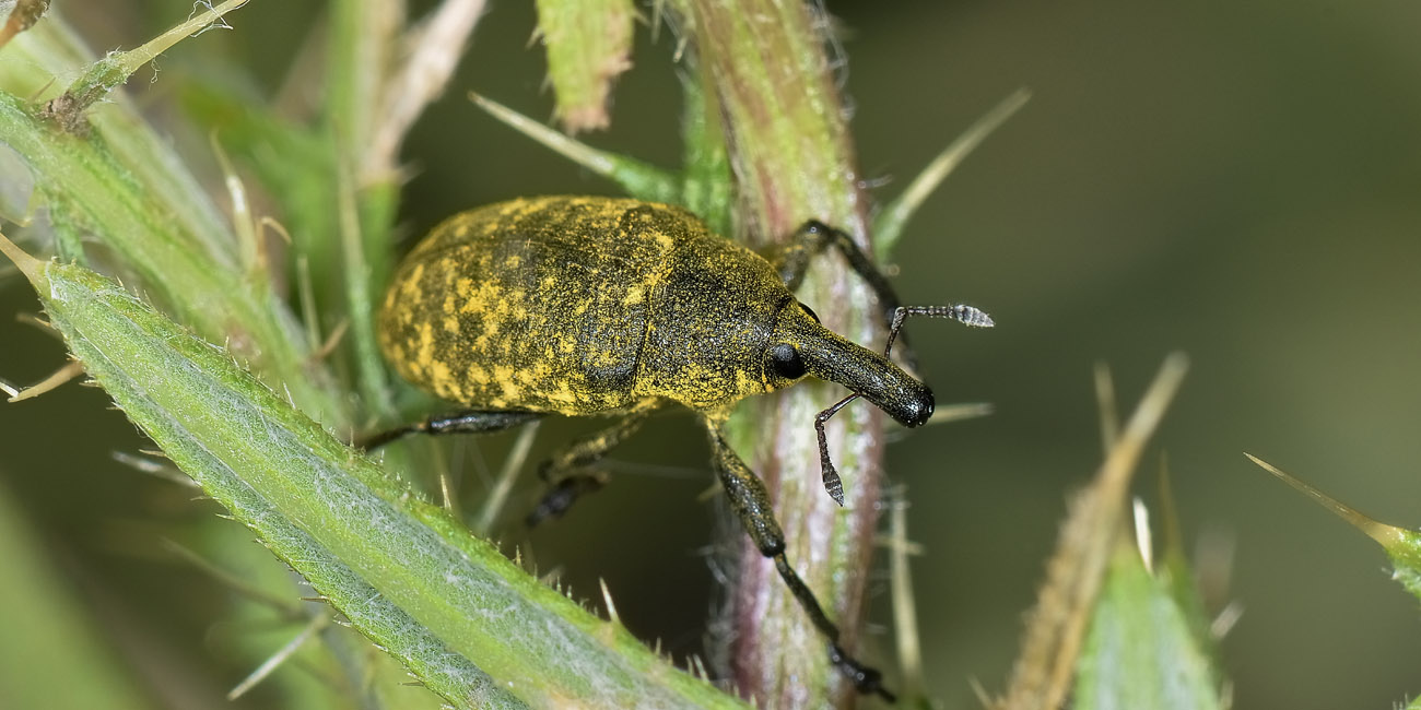 Curculionidae: Larinus sp?  S !,  Larinus (Phyllonomeus) sturnus